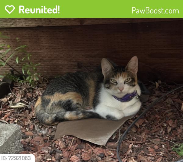Reunited Female Cat last seen Humboldt Ave. and Sycamore St., Chico, CA 95928