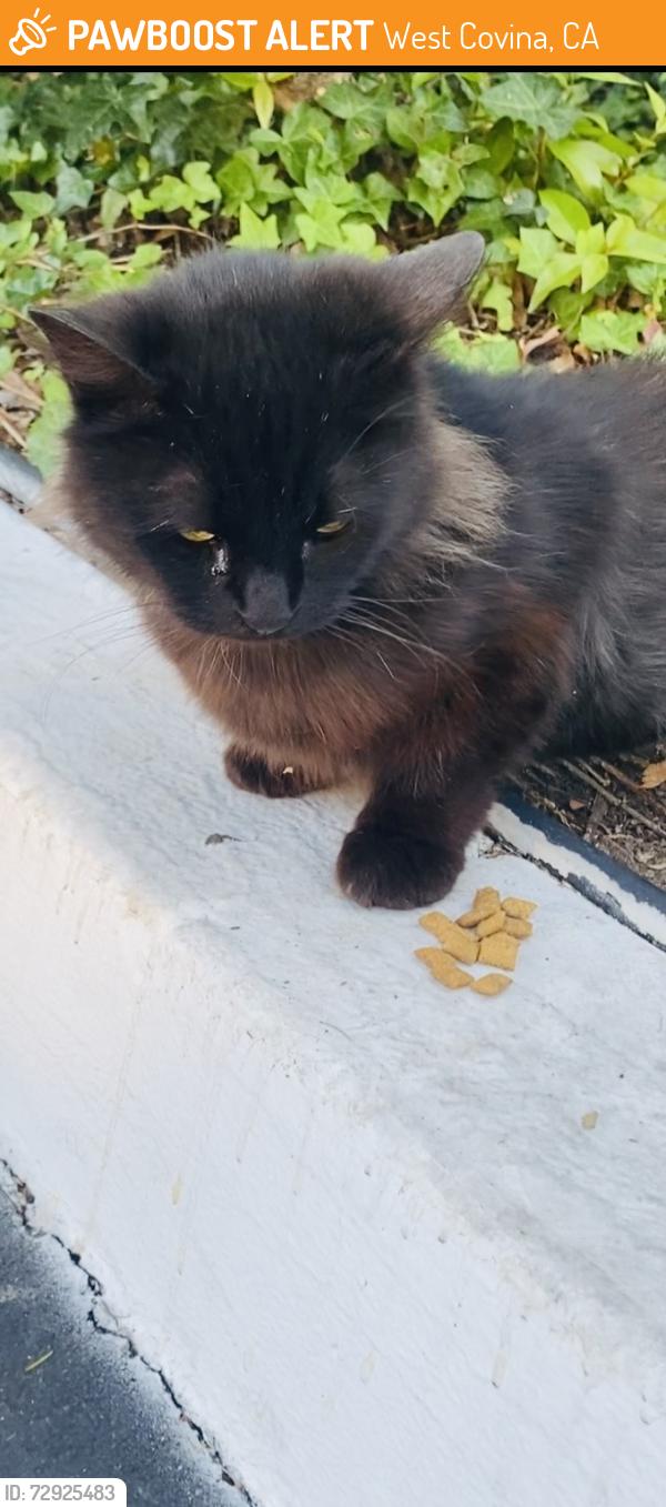 Found/Stray Female Cat last seen Cameron and Azusa , West Covina, CA 91791