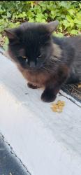 Found/Stray Female Cat last seen Cameron and Azusa , West Covina, CA 91791
