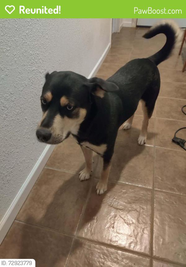 Reunited Female Dog last seen Sarival and Van Buren , Goodyear, AZ 85338