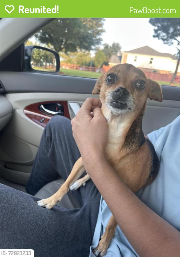 Reunited Female Dog last seen Suffolk Creek Ln, Silver Ranch, Katy, Silver Ranch, TX 77494