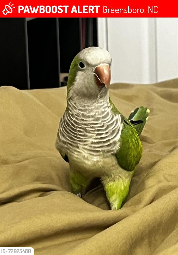 Lost Male Bird last seen Near the Greensboro Science Center, Greensboro, NC 27410