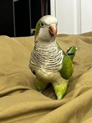 Lost Male Bird last seen Near the Greensboro Science Center, Greensboro, NC 27410