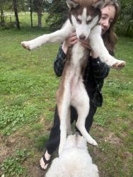 Found/Stray Female Dog last seen Waverly , Eaton Rapids Township, MI 48827