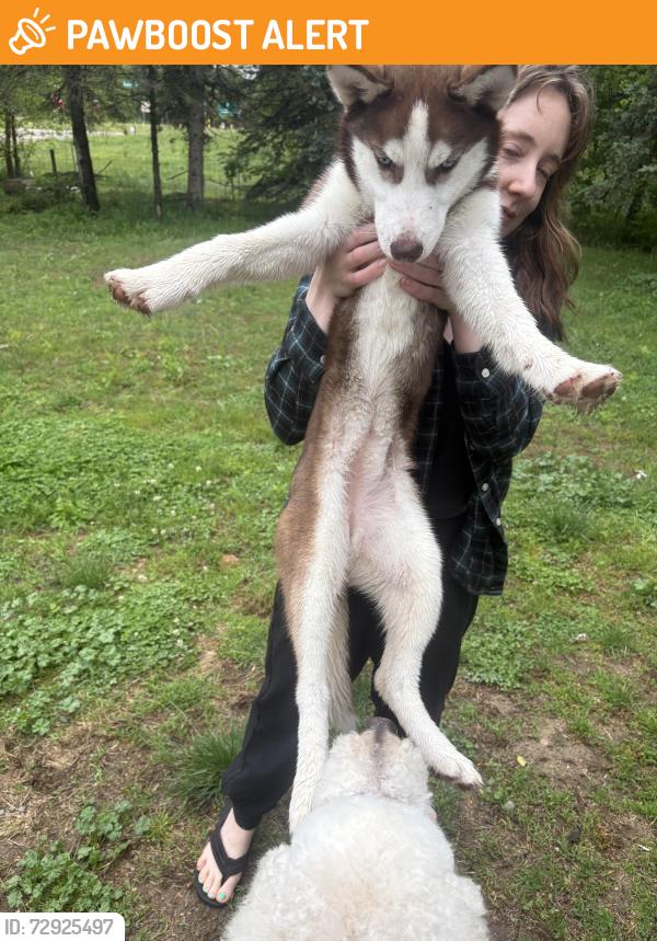 Found/Stray Female Dog last seen Waverly , Eaton Rapids Township, MI 48827