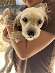 Found/Stray Female Dog last seen 39th st/ thunderbird , Phoenix, AZ 85053