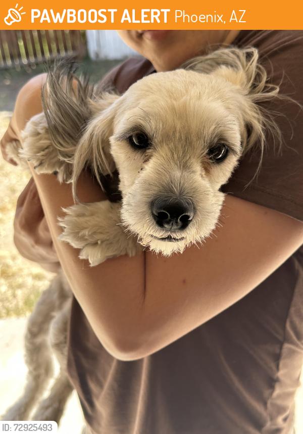 Found/Stray Female Dog last seen 39th st/ thunderbird , Phoenix, AZ 85053