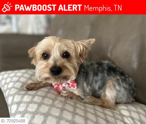 Lost Female Dog last seen Quince and Sulgrave , Memphis, TN 38119