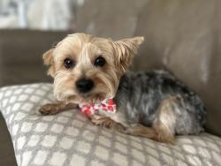 Lost Female Dog last seen Quince and Sulgrave , Memphis, TN 38119