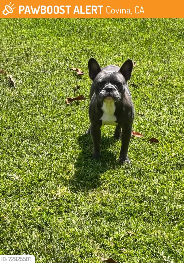 Found/Stray Male Dog last seen Cypress and Lark Ellen by the 7 eleven, Covina, CA 91722