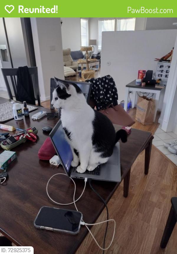 Reunited Female Cat last seen Serano community by Eldorado hills public library , El Dorado Hills, CA 95762