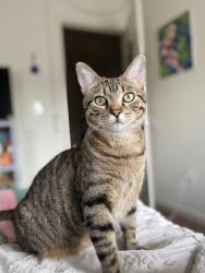Reunited Female Cat last seen Boulder Springs apmt Complex, Columbia, MO 65201