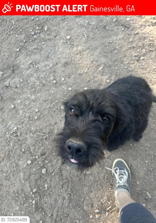 Lost Male Dog last seen Jim Hood, Gainesville, GA 30506