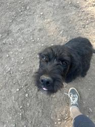 Lost Male Dog last seen Jim Hood, Gainesville, GA 30506