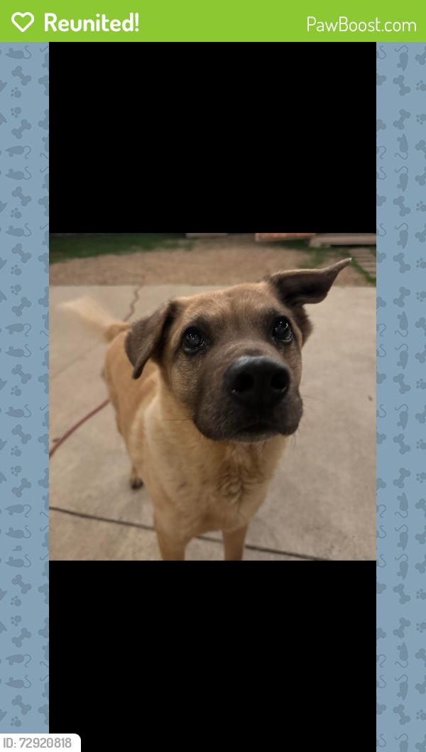 Reunited Male Dog last seen Greenoaks, Arlington, TX 76016