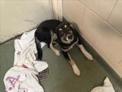 Shelter Stray Female Dog last seen Near BLOCK AGUA FRIA ST SF NM 87507, Santa Fe, NM 87507