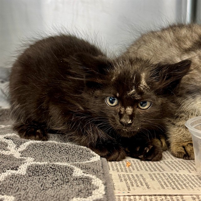 Shelter Stray Female Cat last seen Near BLOCK ATHENON AVE, PERRIS CA 92570, Jurupa Valley, CA 92509