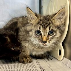 Shelter Stray Male Cat last seen Near BLOCK ATHENON AVE, PERRIS CA 92570, Jurupa Valley, CA 92509