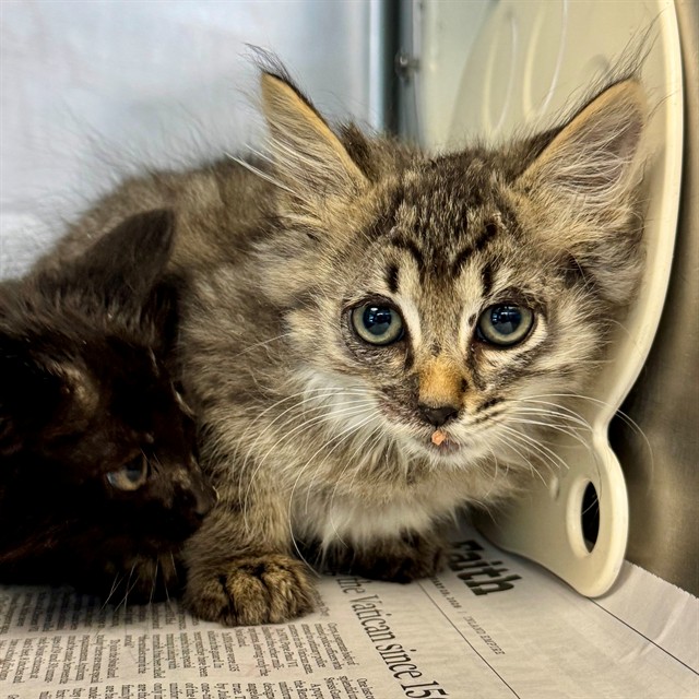 Shelter Stray Male Cat last seen Near BLOCK ATHENON AVE, PERRIS CA 92570, Jurupa Valley, CA 92509