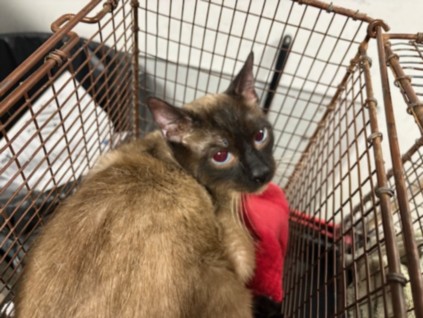 Shelter Stray Male Cat last seen , Chatsworth, CA 91311