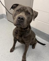 Shelter Stray Male Dog last seen Near , Indianapolis, IN 46221