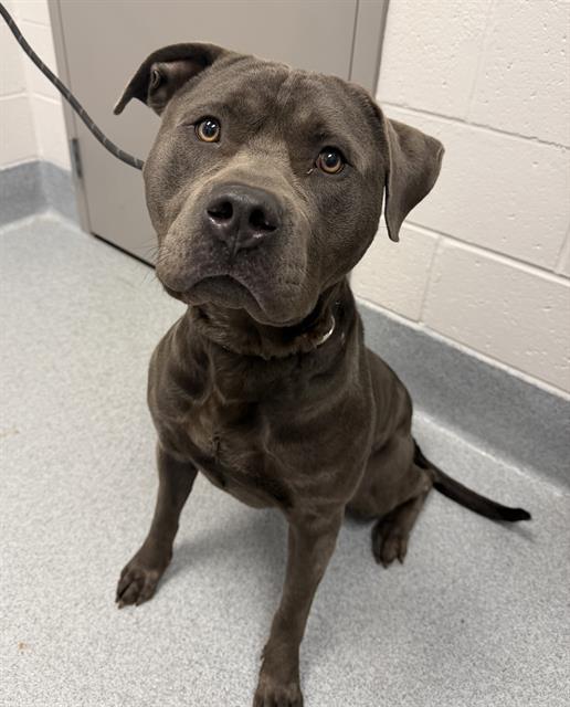 Shelter Stray Male Dog last seen Near , Indianapolis, IN 46221