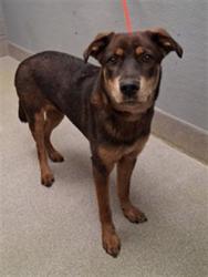 Shelter Stray Female Dog last seen Near BLOCK W TROPICANA AVE, LAS VEGAS NV 89103, Las Vegas, NV 89101