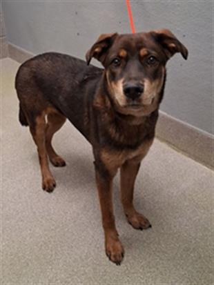 Shelter Stray Female Dog last seen Near BLOCK W TROPICANA AVE, LAS VEGAS NV 89103, Las Vegas, NV 89101