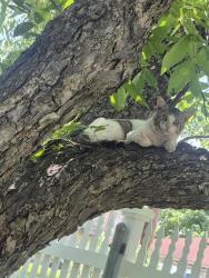 Shelter Stray Male Cat last seen Near BLOCK FURR DR, San Antonio, TX 78227