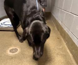 Shelter Stray Male Dog last seen GENOA AVE & DIAZ PL, Jacksonville, FL 32204