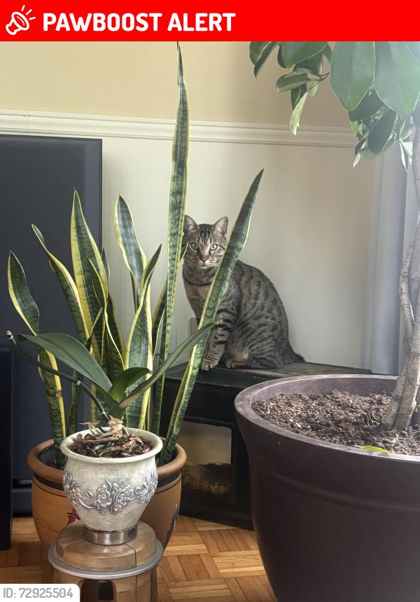 Lost Male Cat last seen Home, Sherbrooke, QC J1N 3R3
