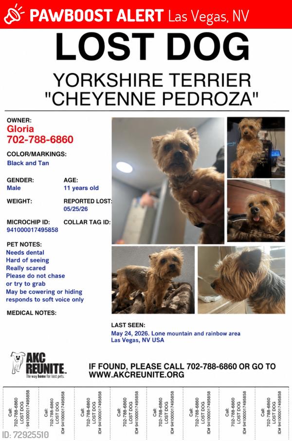 Lost Male Dog last seen Rainbow and lone mountain rd , Las Vegas, NV 89108