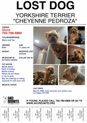 Lost Male Dog last seen Rainbow and lone mountain rd , Las Vegas, NV 89108