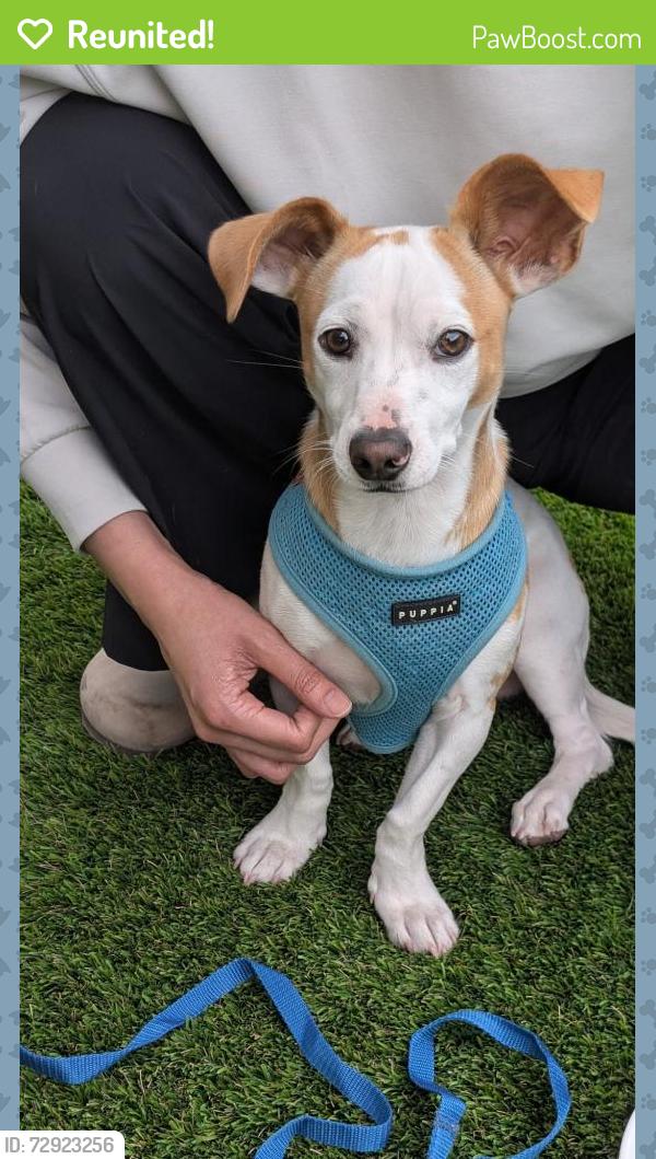 Reunited Male Dog last seen Mira mesa blvd & Camino Ruiz, San Diego, CA 92126