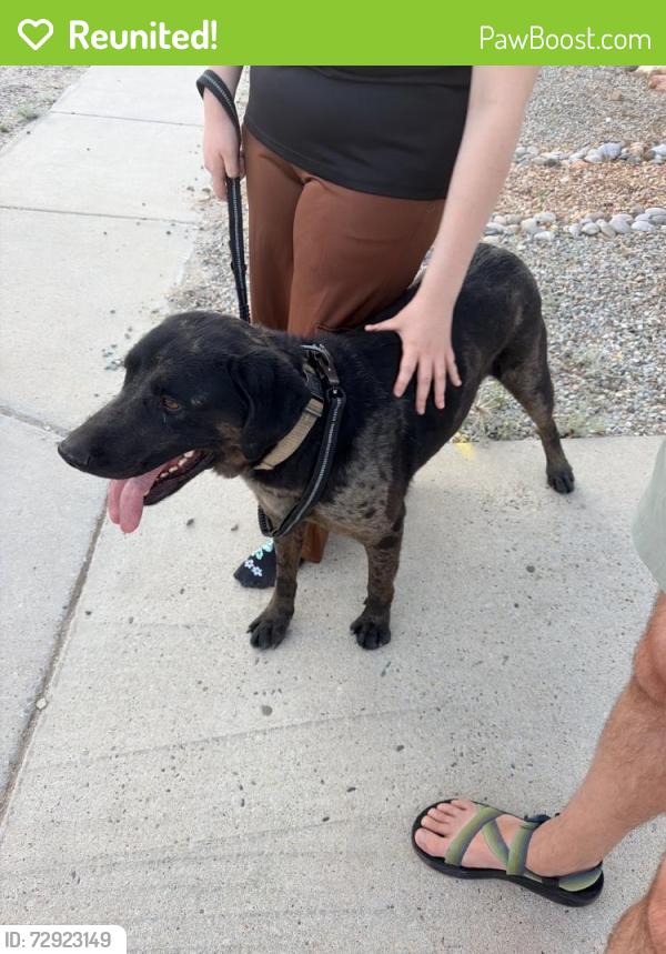 Reunited Male Dog last seen Sugar Ridge Loop SE, Rio Rancho, NM 87124, USA, Rio Rancho, NM 87124