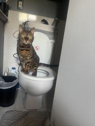 Reunited Male Cat last seen Near englewood terrence, Mahopac, NY 10541