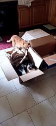 Reunited Male Cat last seen Dexter rd , Auburn Hills, MI 48326