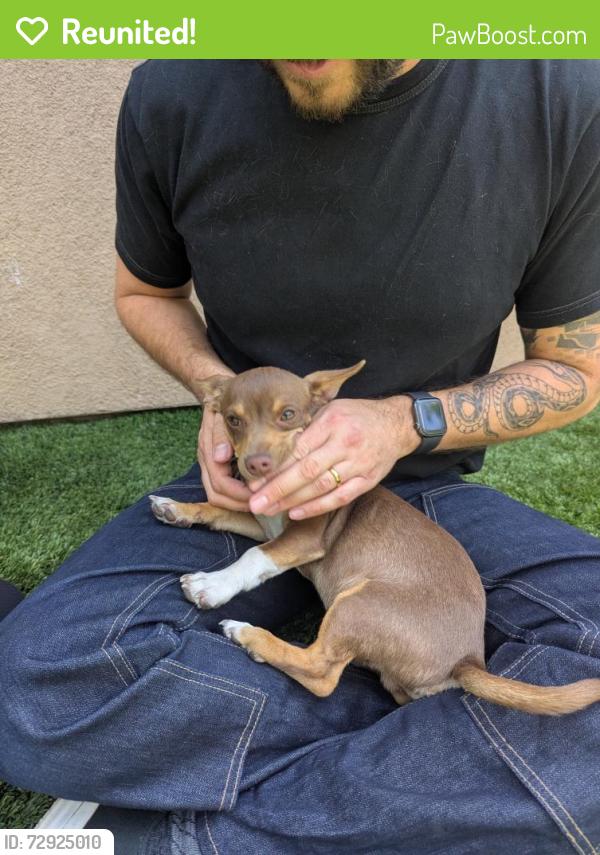 Reunited Male Dog last seen 20th and Olive, Long Beach, CA 90806