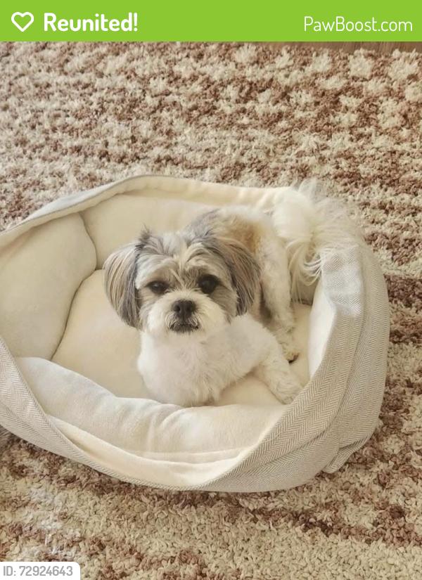 Reunited Male Dog last seen Candlewood Dr, Lodi, CA 95258