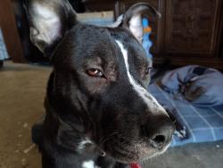 Reunited Male Dog last seen Near SE Tenino St, Portland, OR 97206, USA, Portland, OR 97206