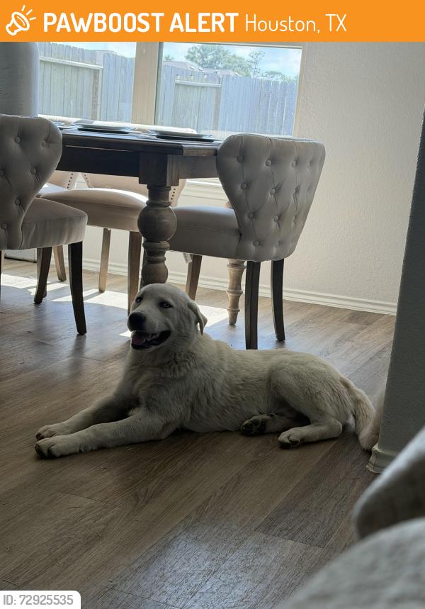 Found/Stray Male Dog last seen Little York st , Houston, TX 77016