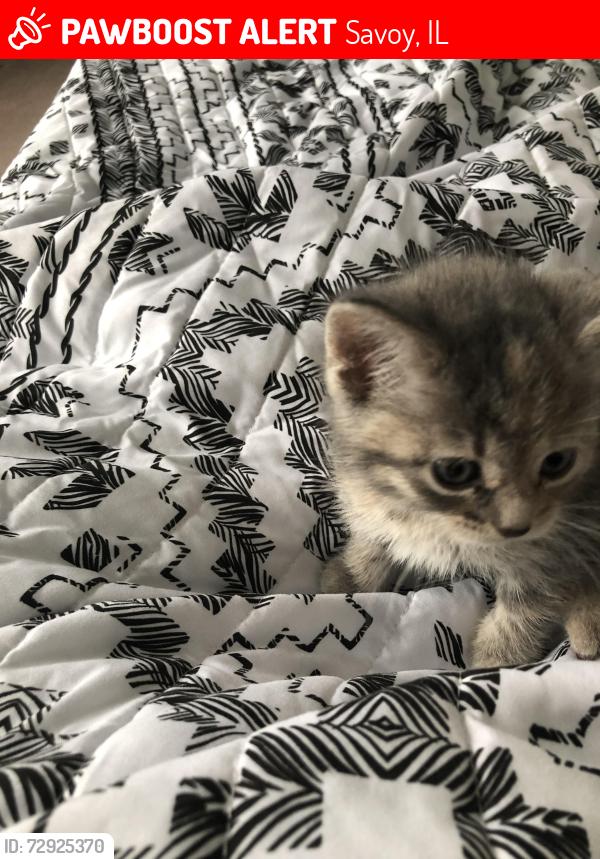 Lost Female Cat last seen Airport Road, Savoy, IL, Savoy, IL 61880