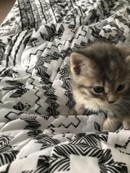 Lost Female Cat last seen Airport Road, Savoy, IL, Savoy, IL 61880