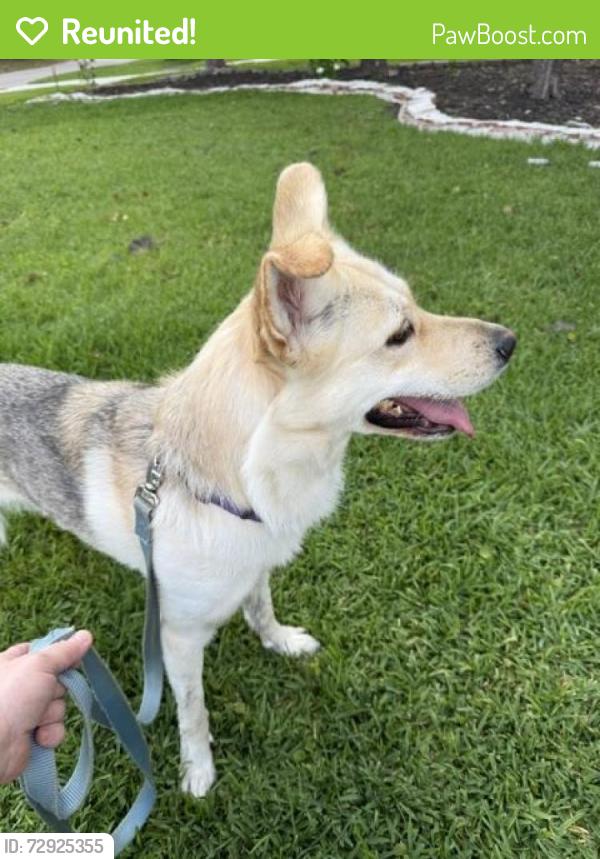 Reunited Female Dog last seen Shirley and Thomas, Wilmington, NC 28405