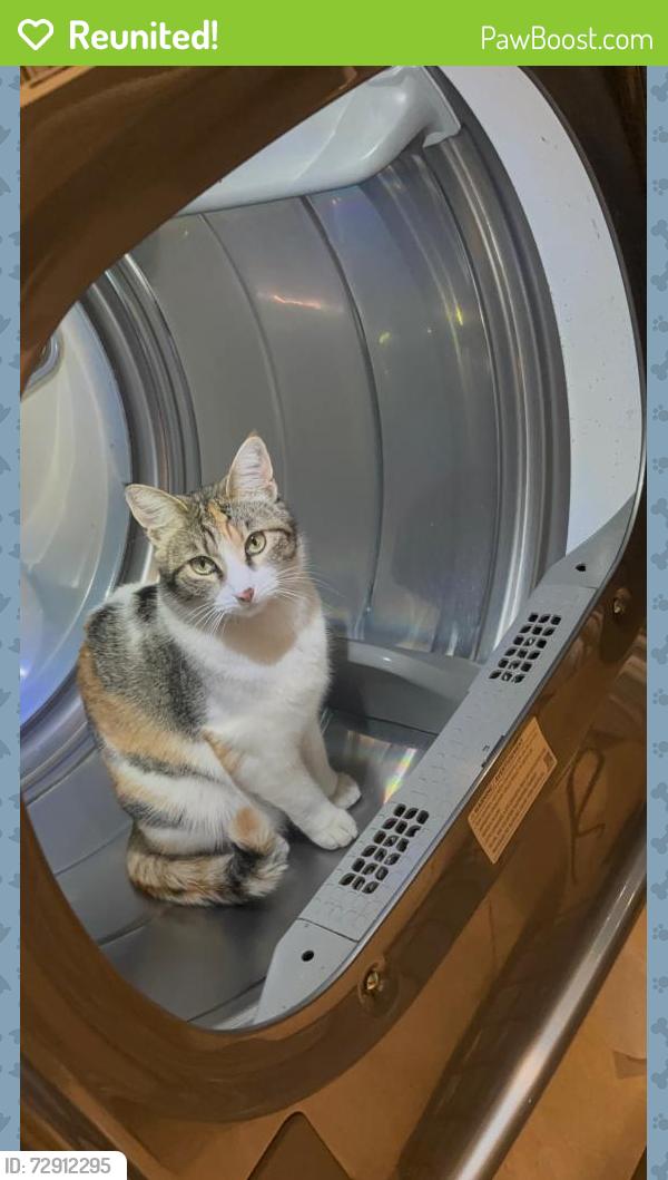 Reunited Female Cat last seen Ann Rd and Jones, Las Vegas, NV 89130