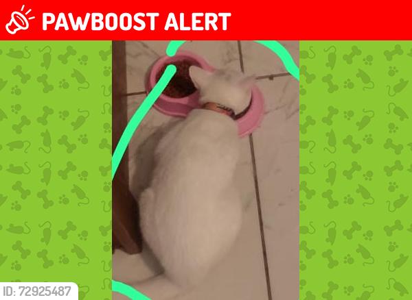 Lost Female Cat last seen María Amélia Gouveia André, Parque Santo Antônio, SP 05850-250
