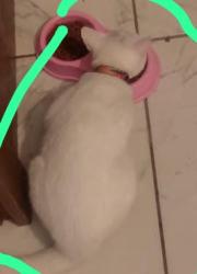 Lost Female Cat last seen María Amélia Gouveia André, Parque Santo Antônio, SP 05850-250