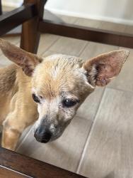 Found/Stray Male Dog last seen Greenhouse and West, Cypress, TX 77433
