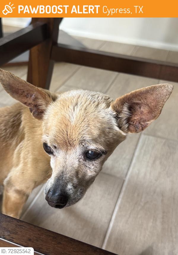 Found/Stray Male Dog last seen Greenhouse and West, Cypress, TX 77433