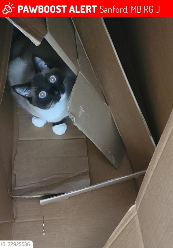Lost Male Cat last seen Sanford post office, Sanford, MB R0G 2J0